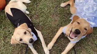 STEP at UCF raises funds for service dog training through "The Puppy Bachelor"